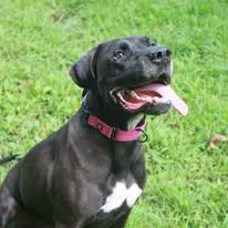 Enlarge Beauty, a Adoptable mixed breed in Sweetwater, TN image 6/6