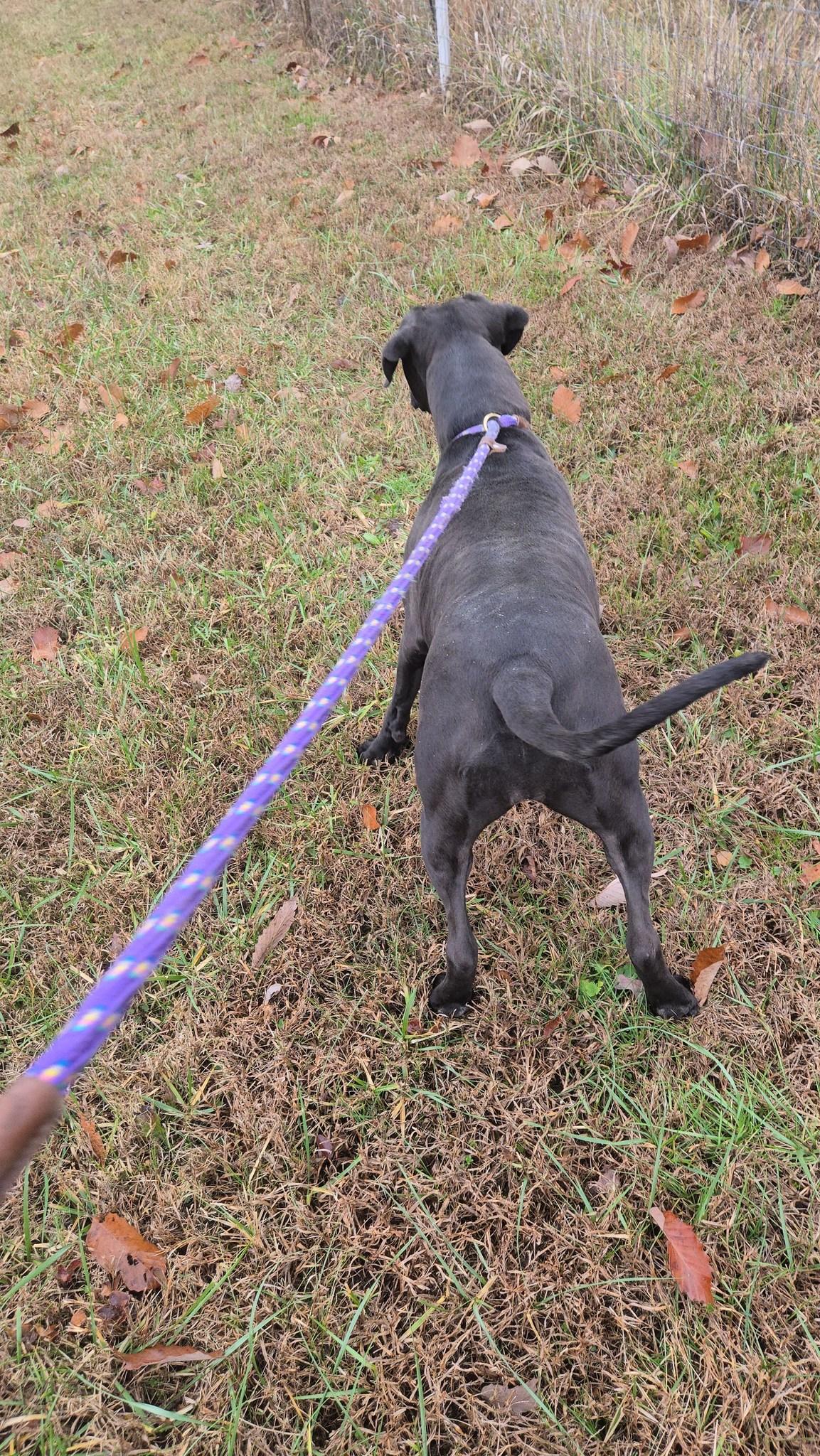 Beauty, a Adoptable mixed breed in Sweetwater, TN image 4/4