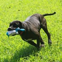 Beauty, Adoptable, Adult Female Cane Corso & Black Labrador Retriever.