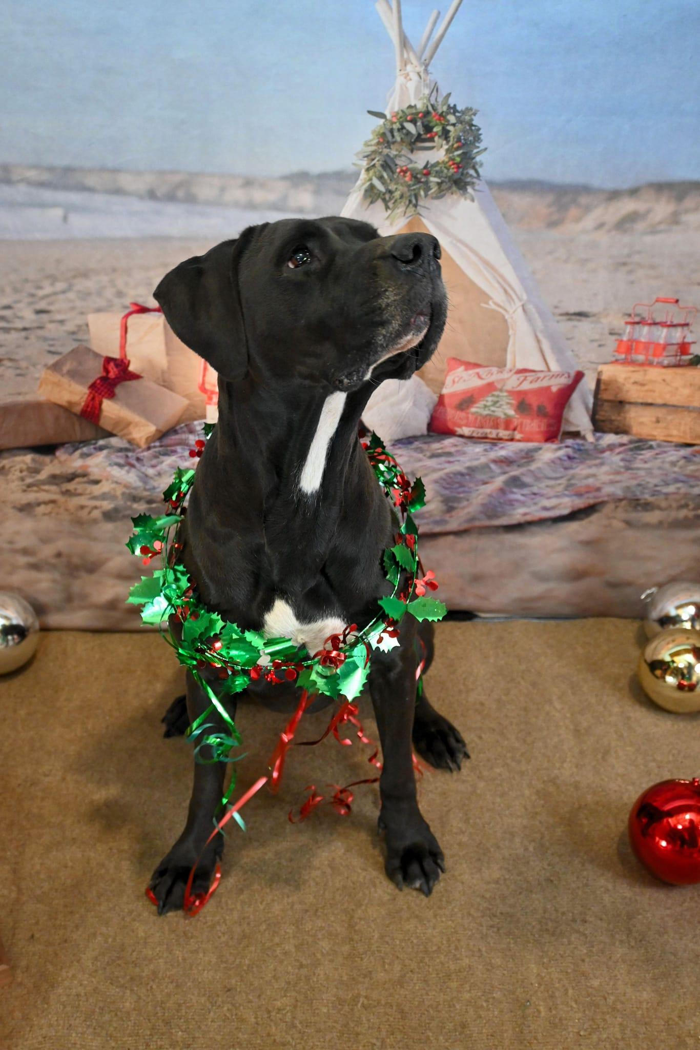 Beauty, Adoptable, Adult Female Cane Corso & Black Labrador Retriever.