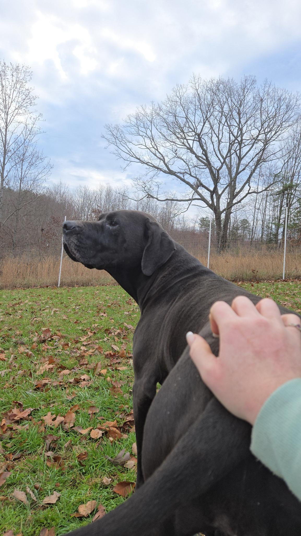 Beauty, a Adoptable mixed breed in Sweetwater, TN image 2/4