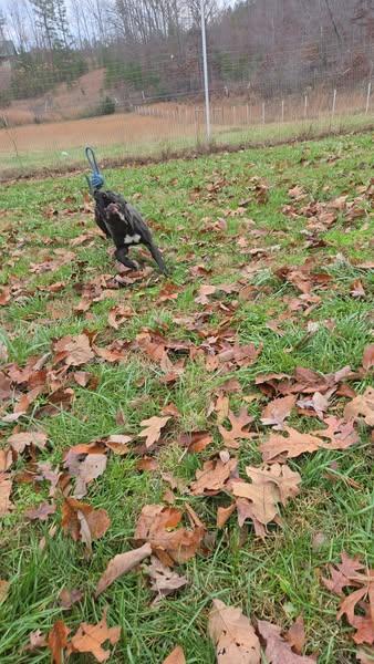 Beauty, an adoptable Cane Corso, Black Labrador Retriever in Sweetwater, TN, 37874 | Photo Image 3