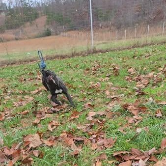 Enlarge Beauty, a Adoptable mixed breed in Sweetwater, TN image 4/6