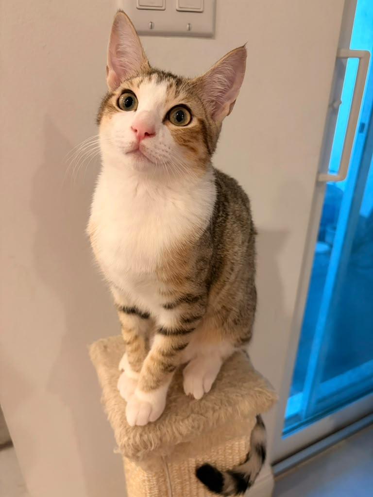Enlarge Pixie, a Adoptable Domestic Short Hair in Melbourne , FL image 3/3