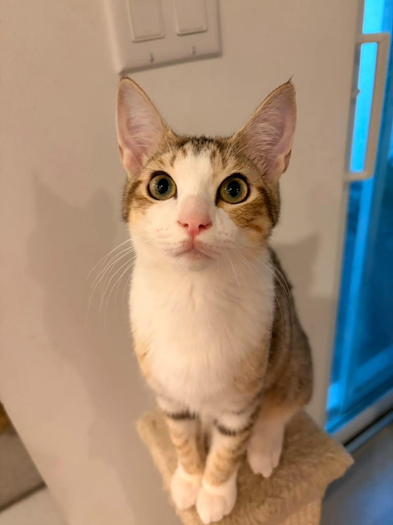 Pixie, Adoptable, Kitten Female Domestic Short Hair.