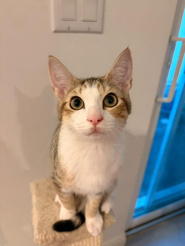 Enlarge Pixie, a Adoptable Domestic Short Hair in Melbourne , FL image 2/3