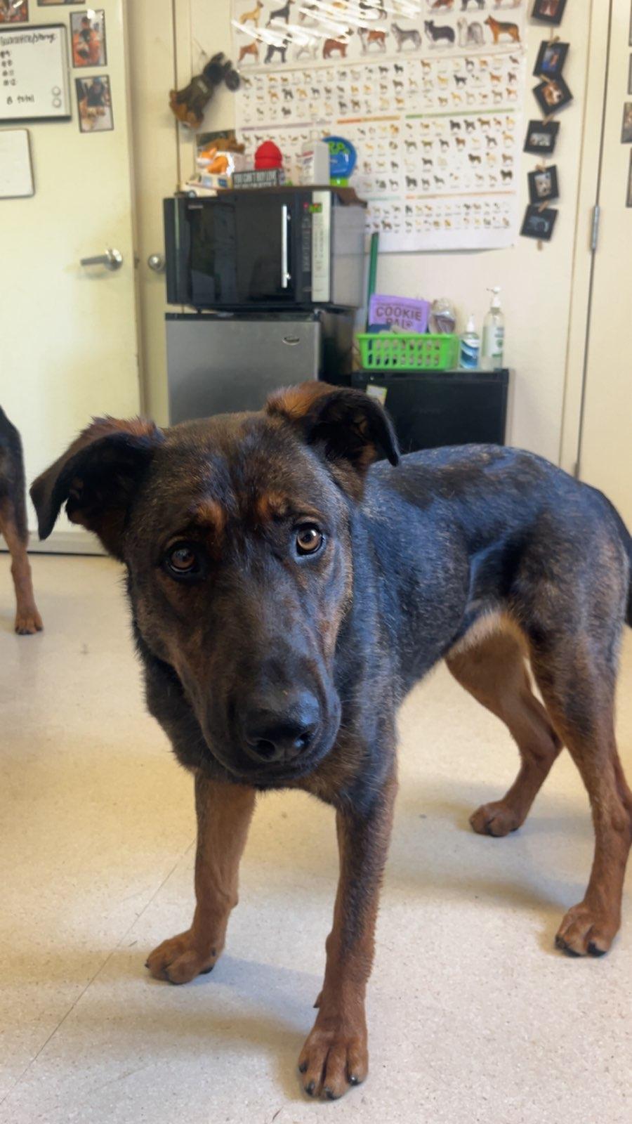 Belinda, Young Female German Shepherd Dog