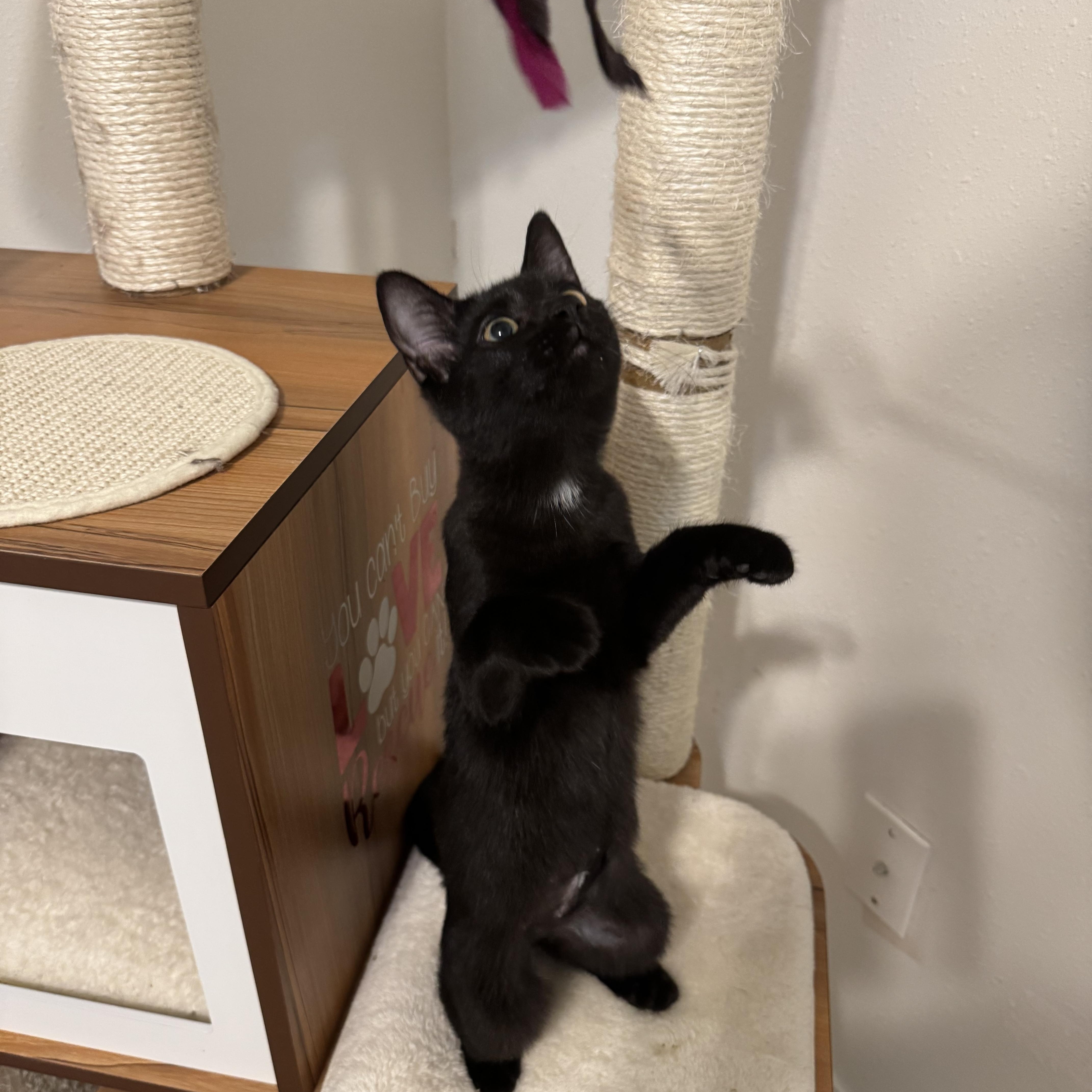 Raven, Adoptable, Kitten Female Domestic Short Hair.