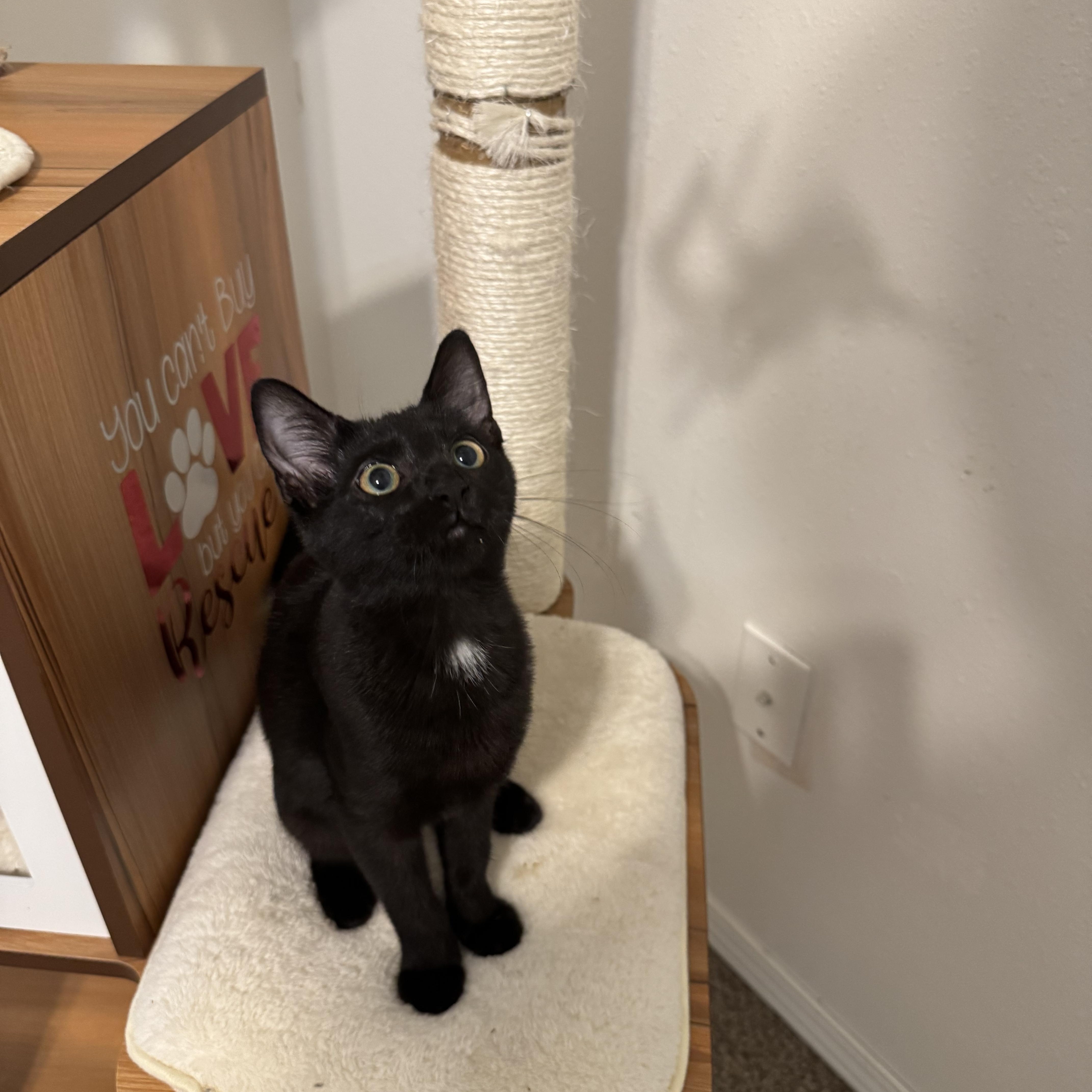 Enlarge Raven, a Adoptable Domestic Short Hair in Springfield, MO image 2/5