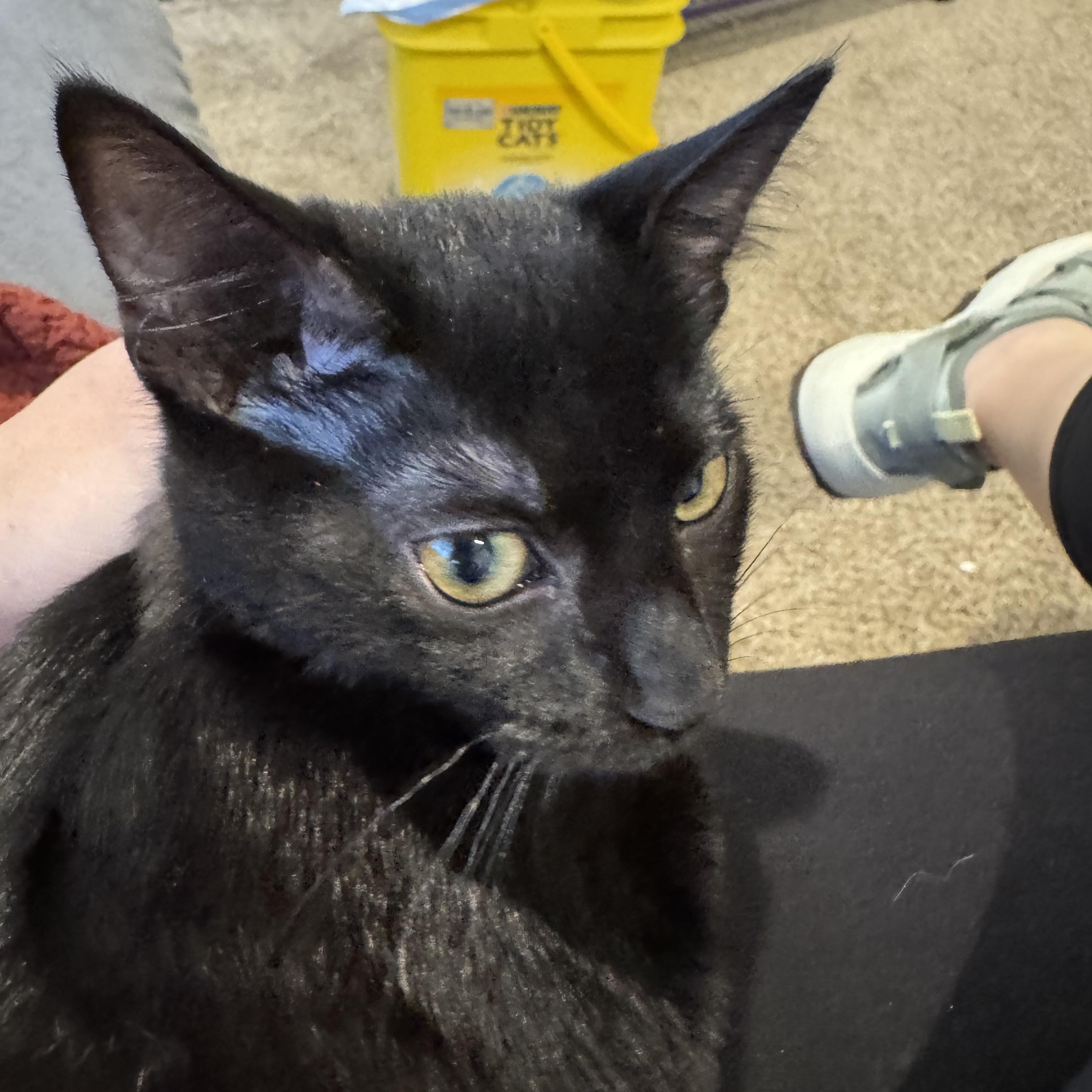 Enlarge Raven, a Adoptable Domestic Short Hair in Springfield, MO image 3/5