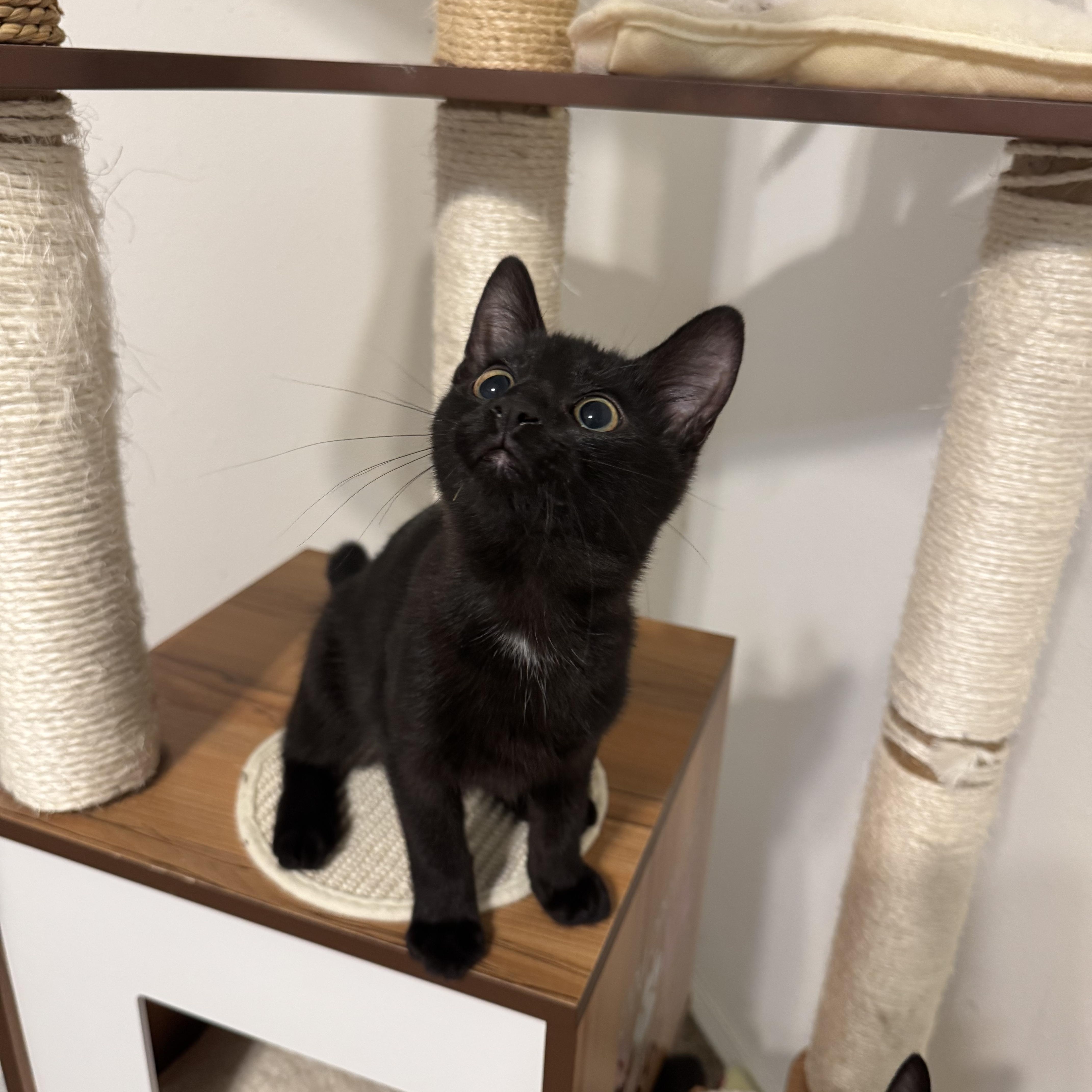 Enlarge Raven, a Adoptable Domestic Short Hair in Springfield, MO image 4/5