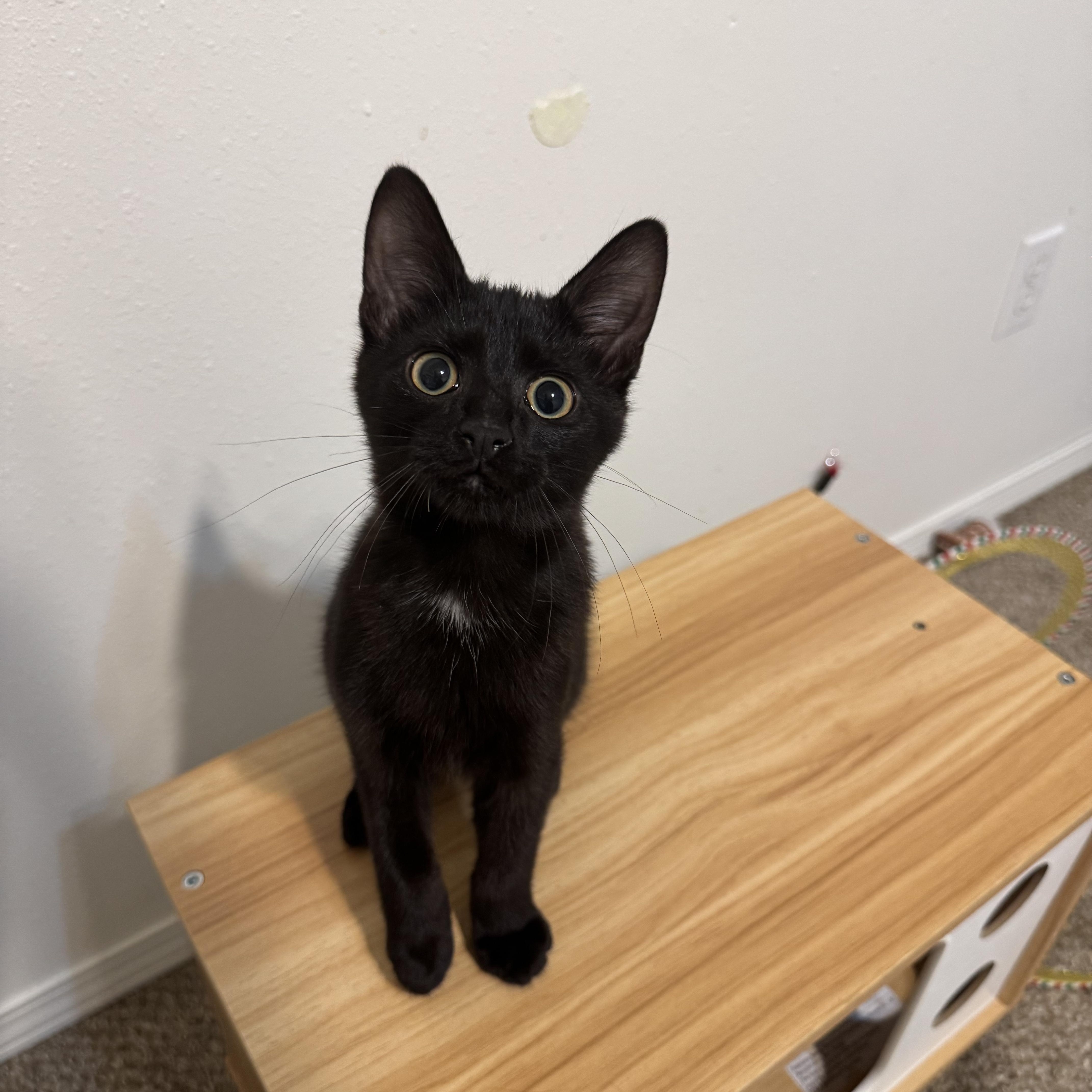 Enlarge Raven, a Adoptable Domestic Short Hair in Springfield, MO image 5/5