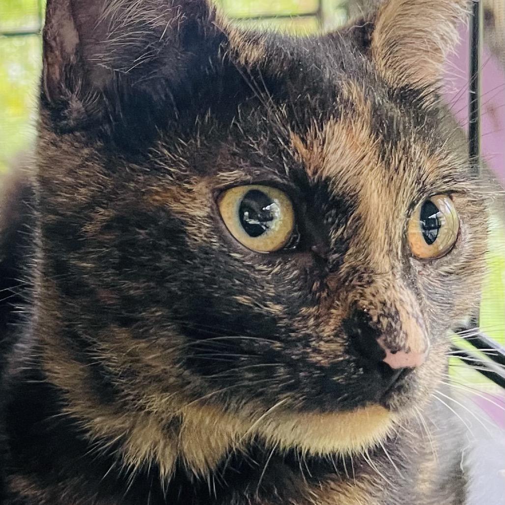 Newbie X2, a Adoptable Domestic Short Hair in Pahoa, HI image 1/5