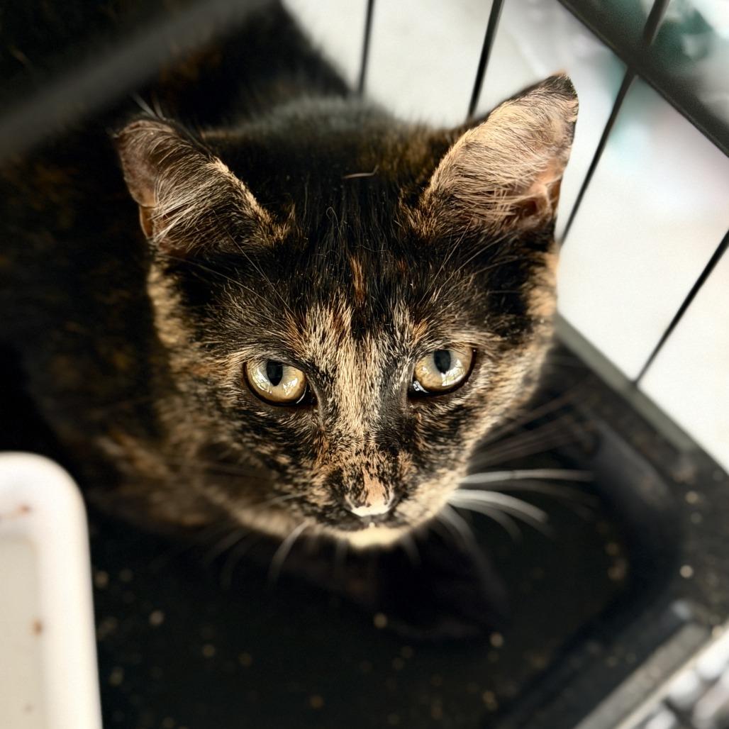 Newbie X2, a Adoptable Domestic Short Hair in Pahoa, HI image 3/5