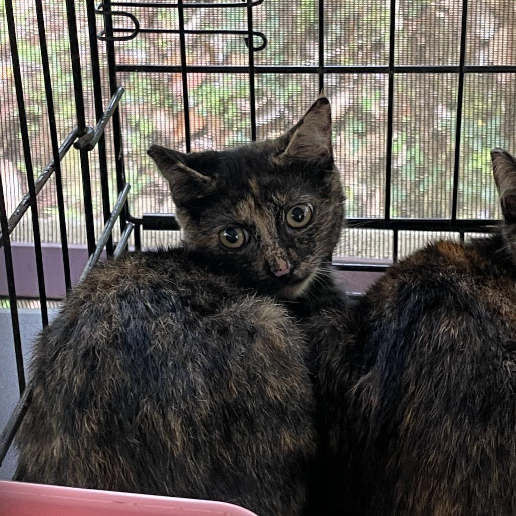 Newbie X2, a Adoptable Domestic Short Hair in Pahoa, HI image 4/5