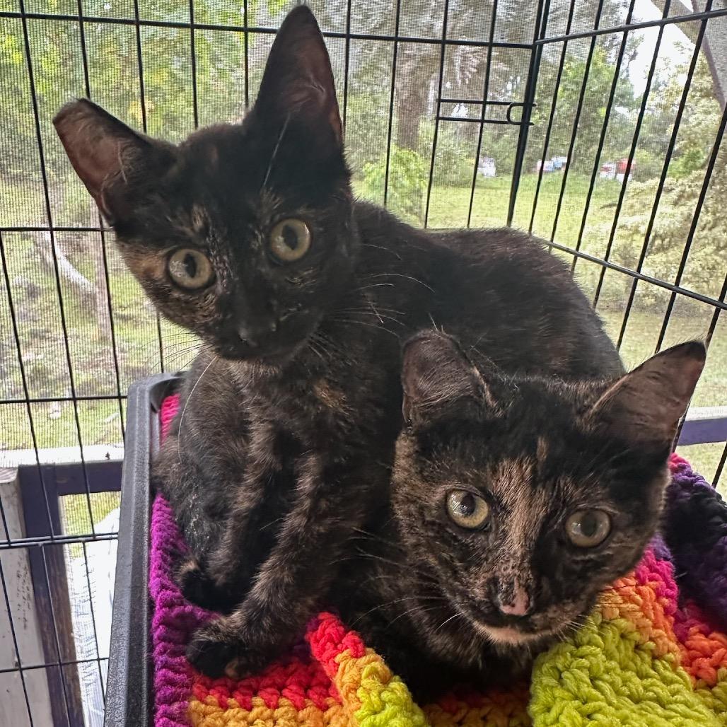 Newbie X2, a Adoptable Domestic Short Hair in Pahoa, HI image 5/5