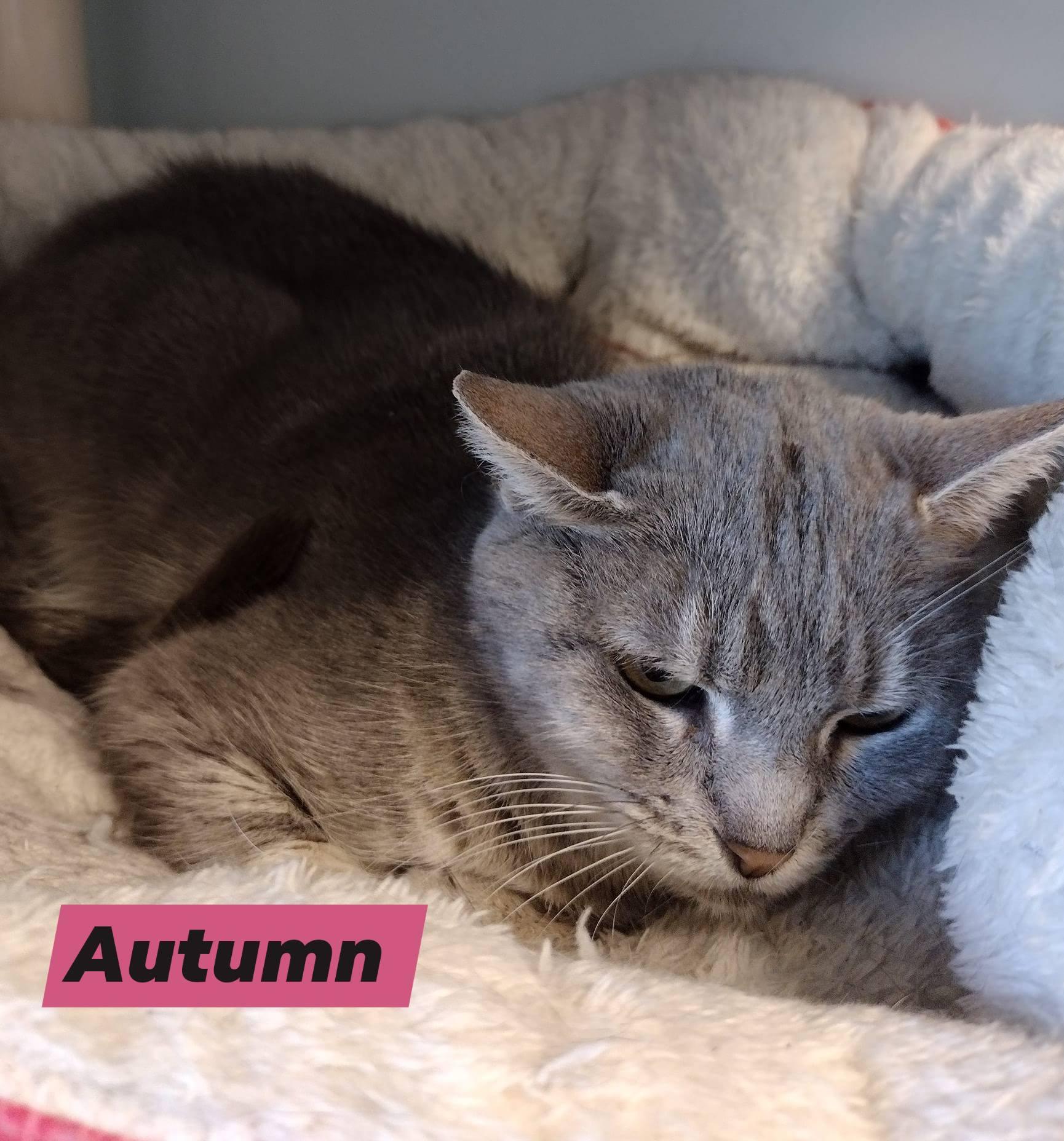 Enlarge Autumn, a Adoptable Domestic Short Hair in Monroe, OH image 1/1