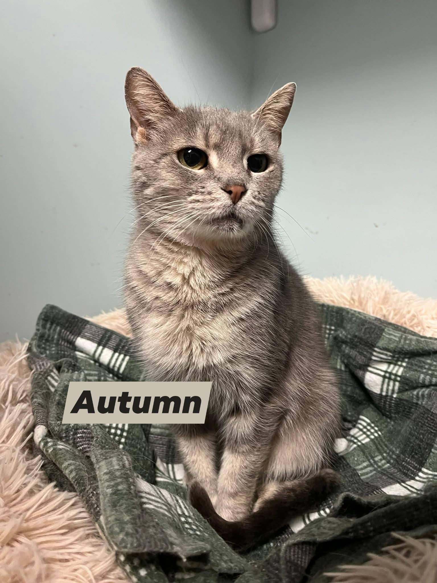 Enlarge Autumn, a Adoptable Domestic Short Hair in Monroe, OH image 1/2