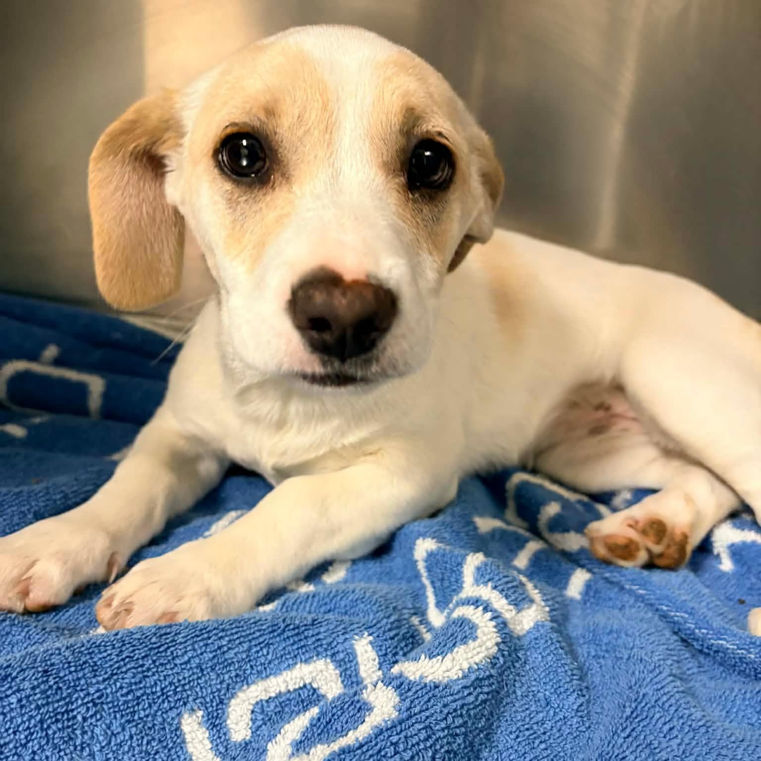 Enlarge Clarissa , an adopted mixed breed in Waxhaw, NC image 2/2