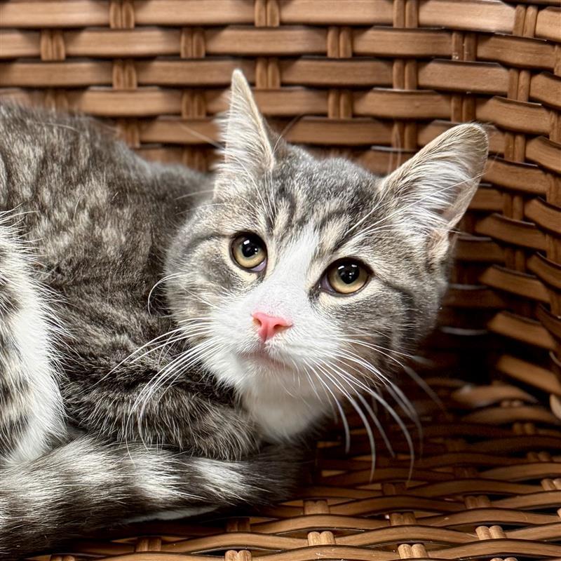 Baybe Boy, Adoptable, Young Male Domestic Short Hair.