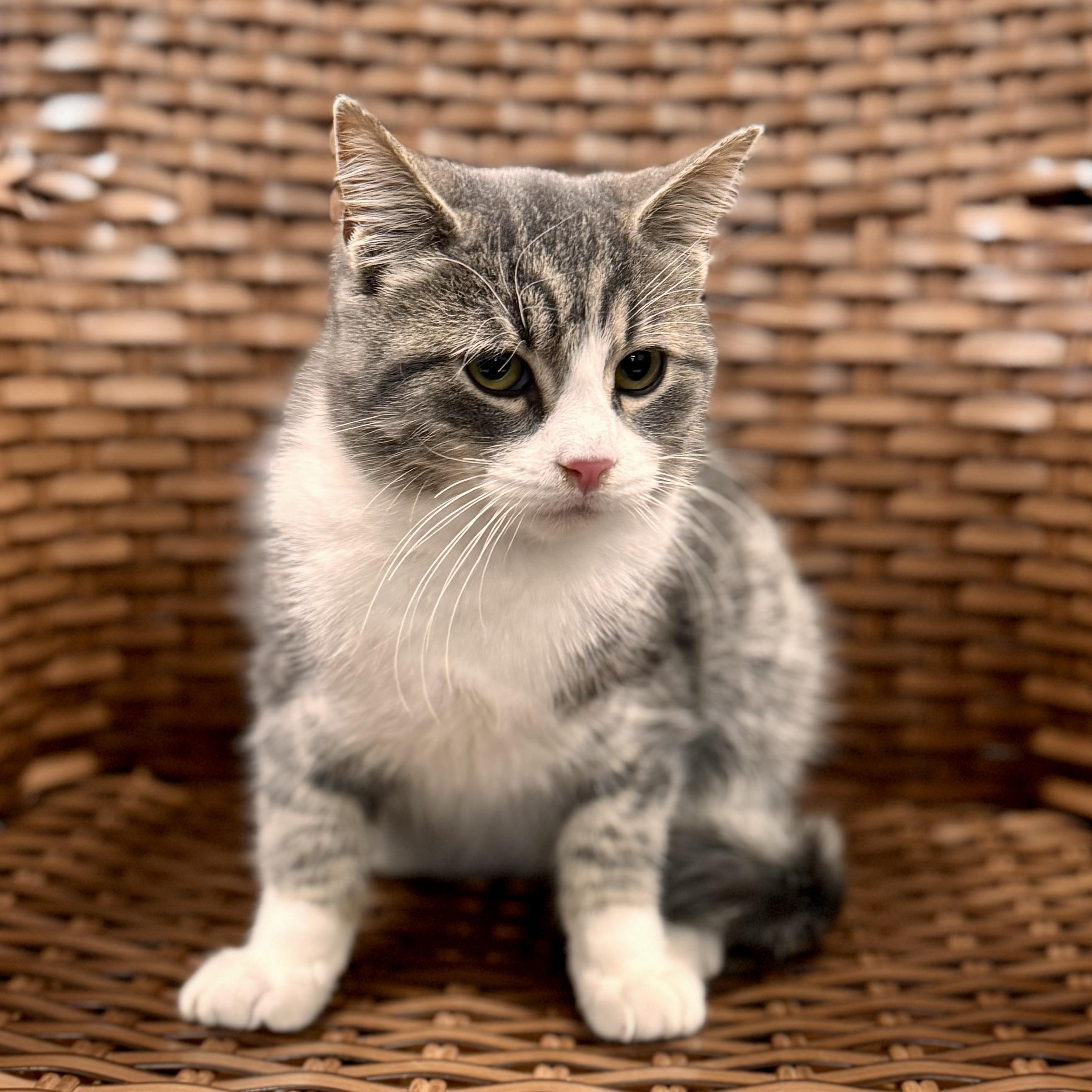 Enlarge Baybe Boy, a Adoptable Domestic Short Hair in Midland, MI image 2/4