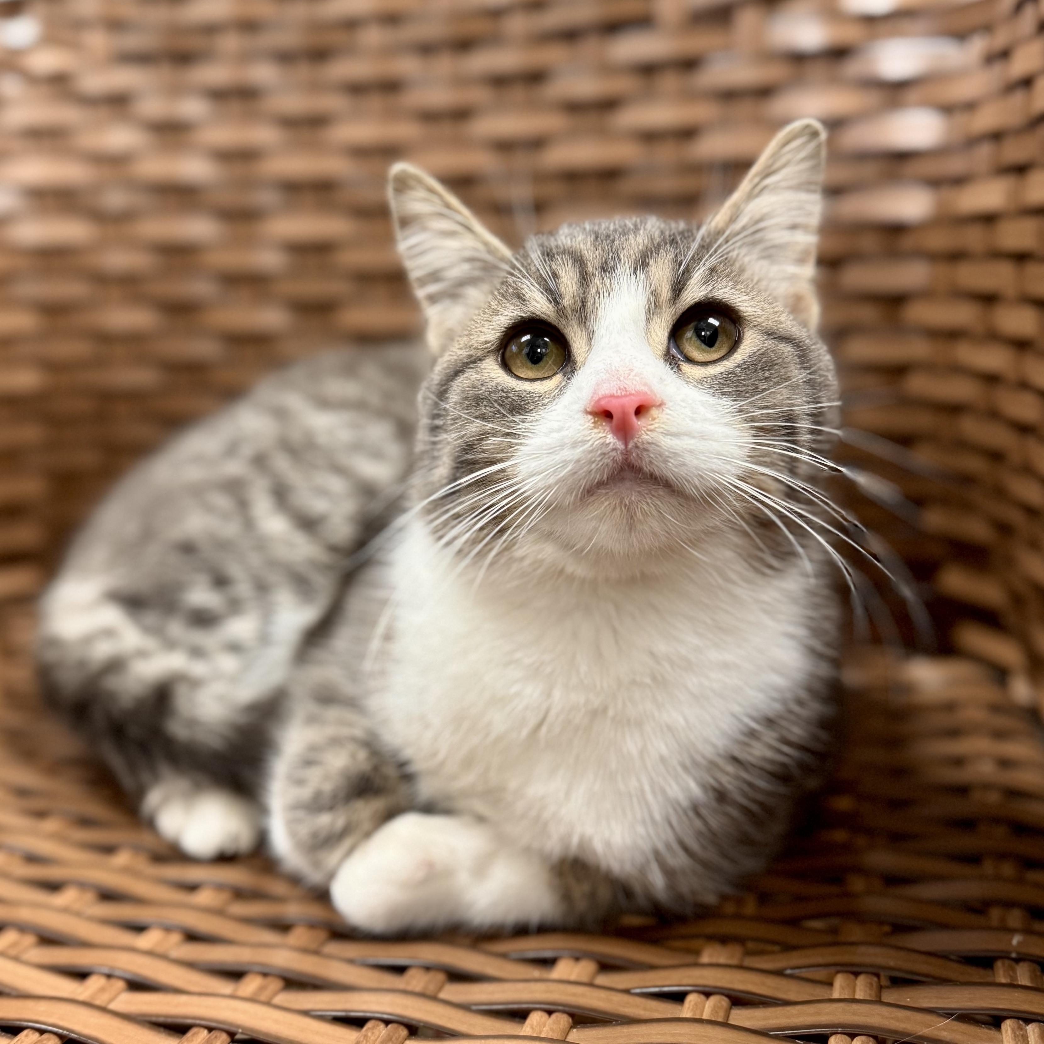 Enlarge Baybe Boy, a Adoptable Domestic Short Hair in Midland, MI image 3/4