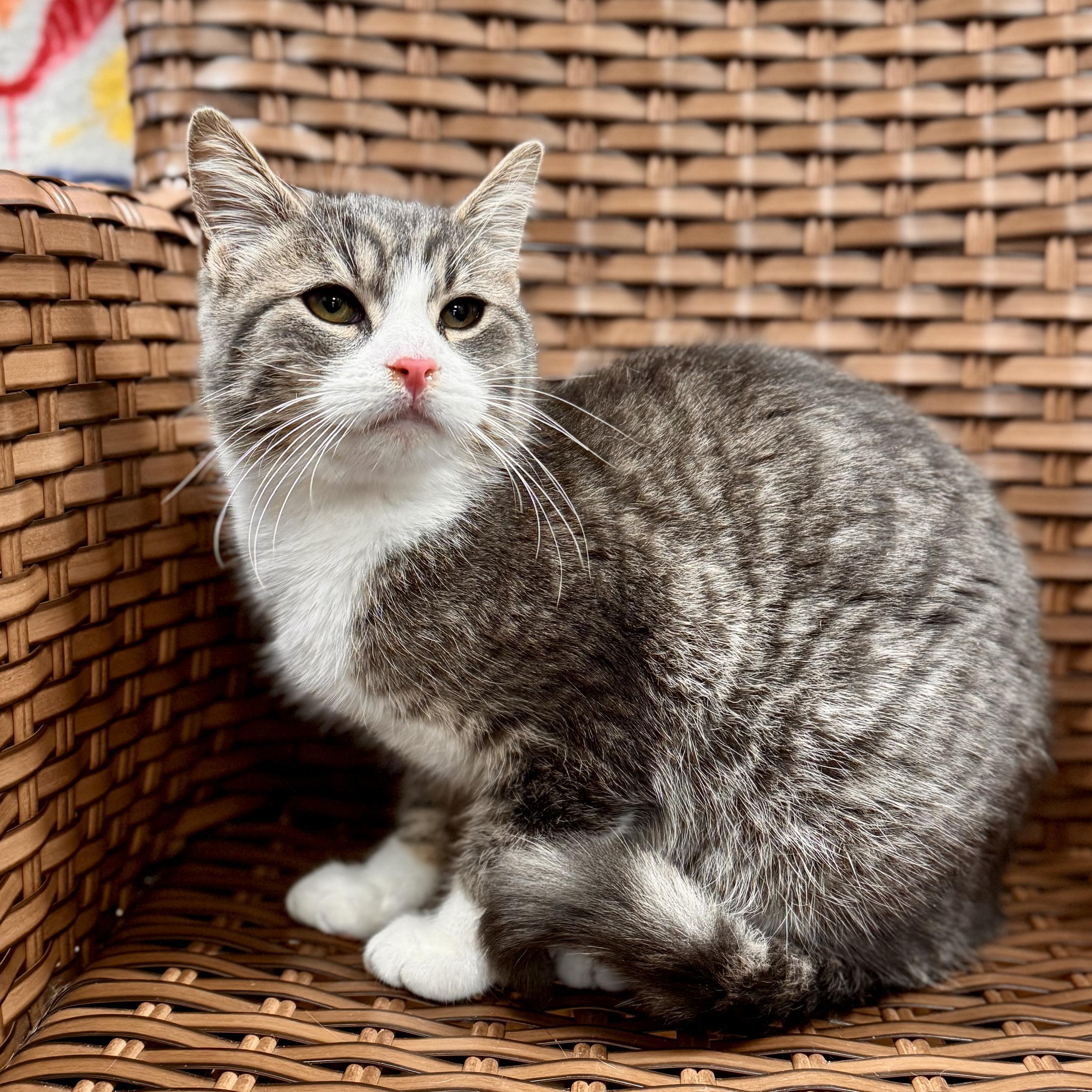 Enlarge Baybe Boy, a Adoptable Domestic Short Hair in Midland, MI image 4/4