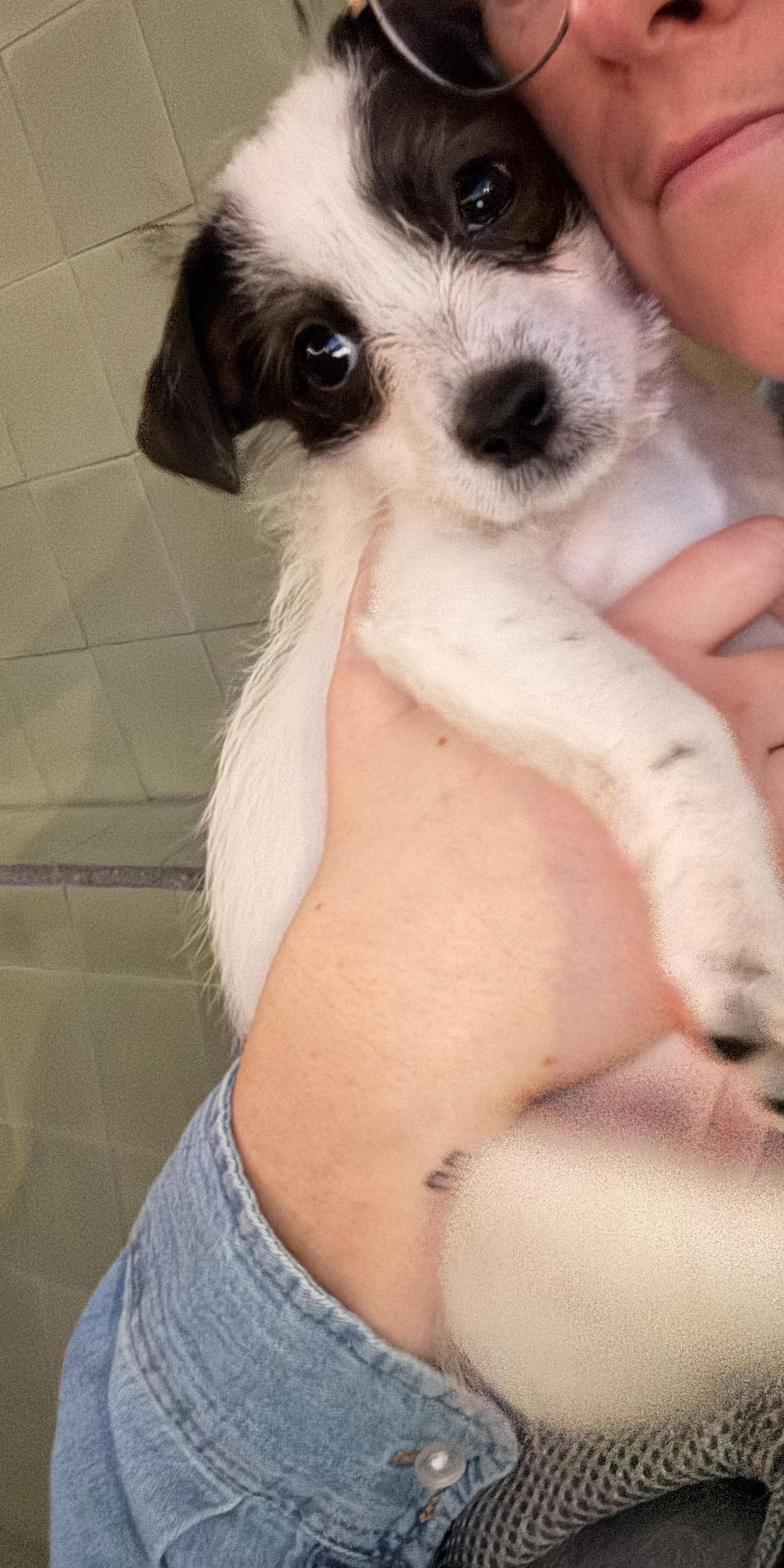 Enlarge Aaliyah, a ADOPTABLE mixed breed in West Hollywood, CA image 3/4