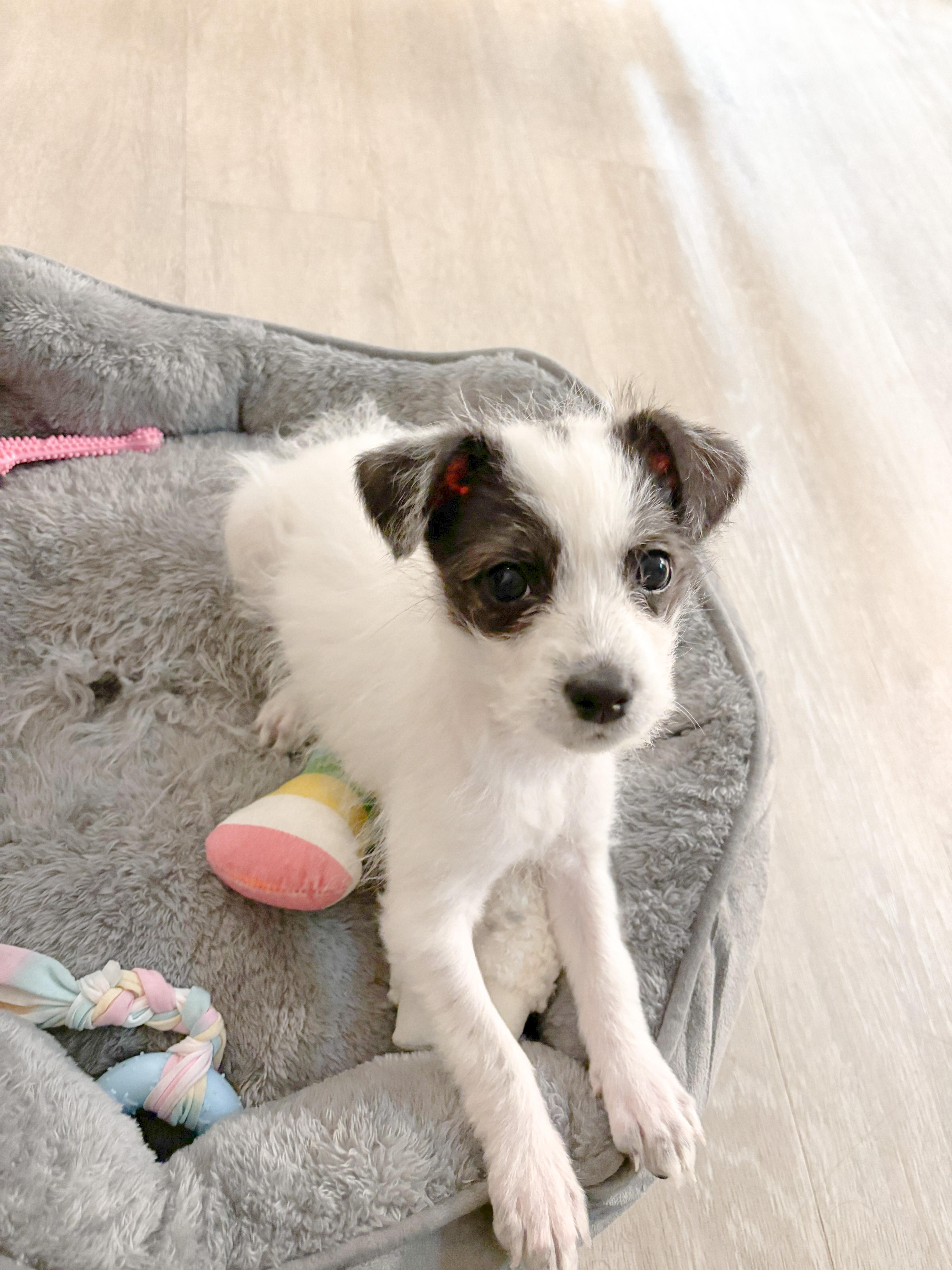 Enlarge Aaliyah, a ADOPTABLE mixed breed in West Hollywood, CA image 2/4