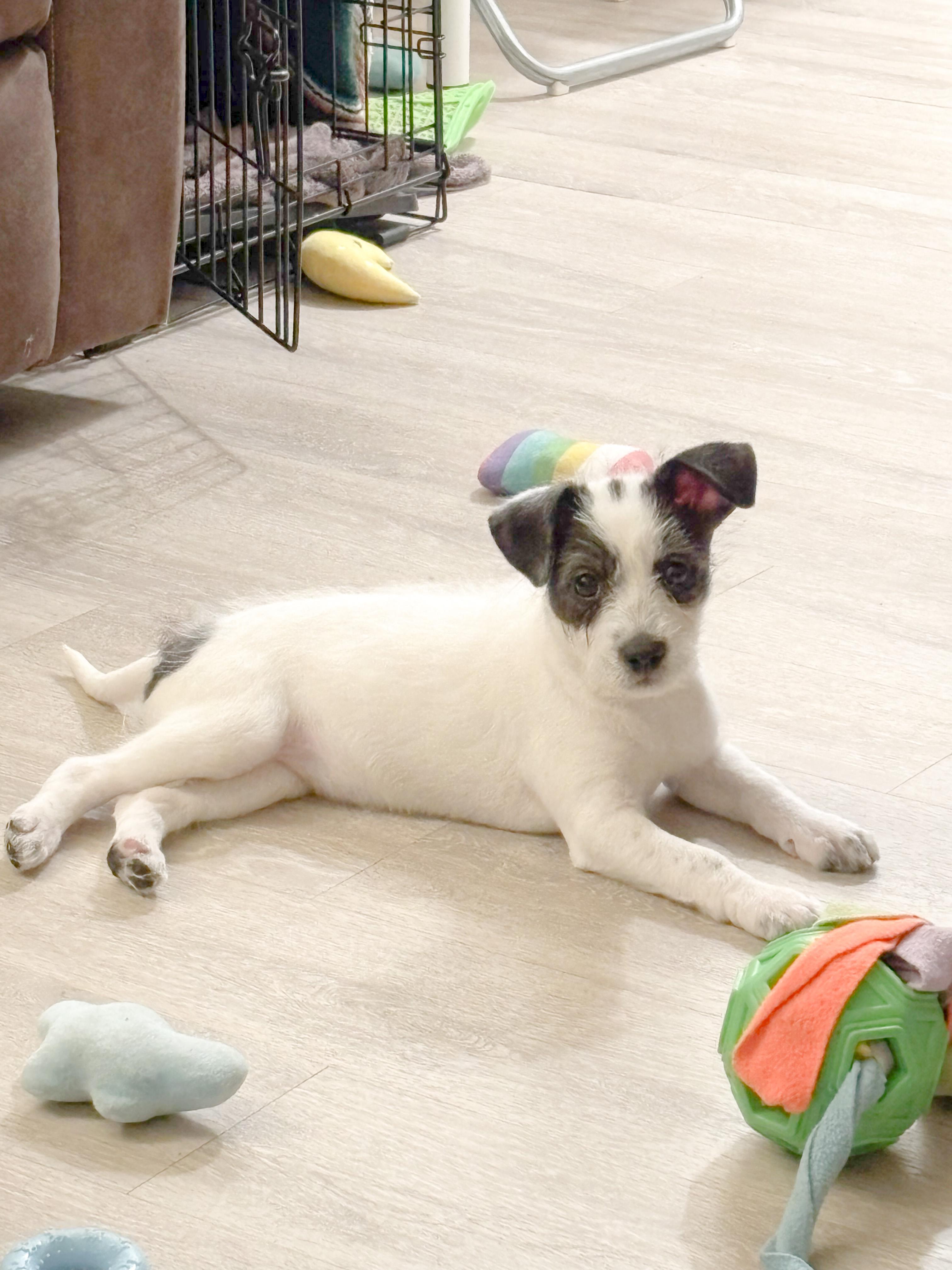 Enlarge Aaliyah, a ADOPTABLE mixed breed in West Hollywood, CA image 4/4