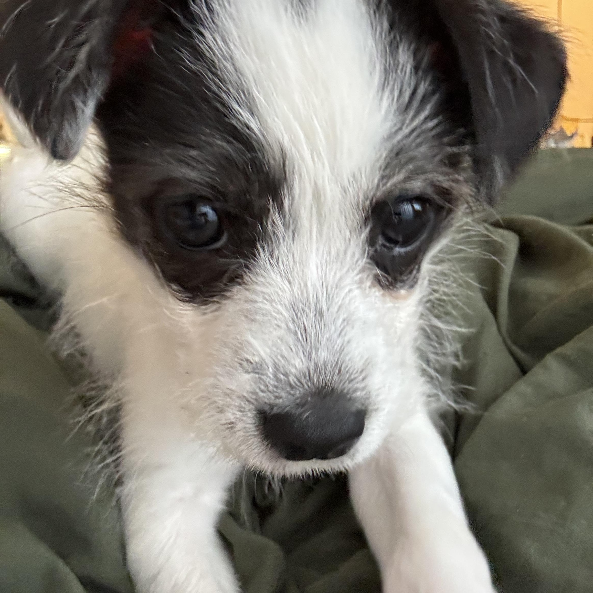 Enlarge Aaliyah, a ADOPTABLE mixed breed in West Hollywood, CA image 1/4