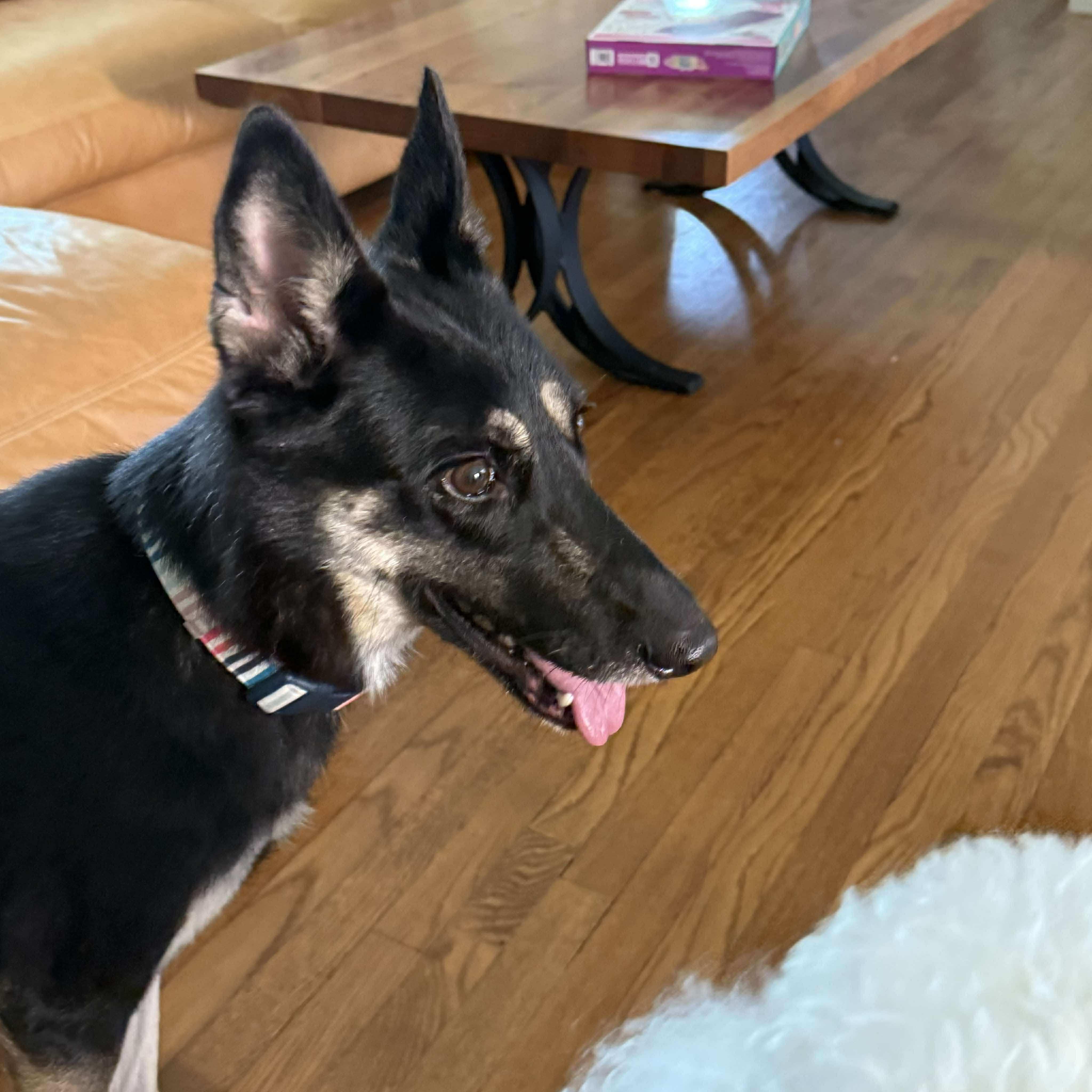 Lily, a Adopted mixed breed in Humble, TX image 2/6