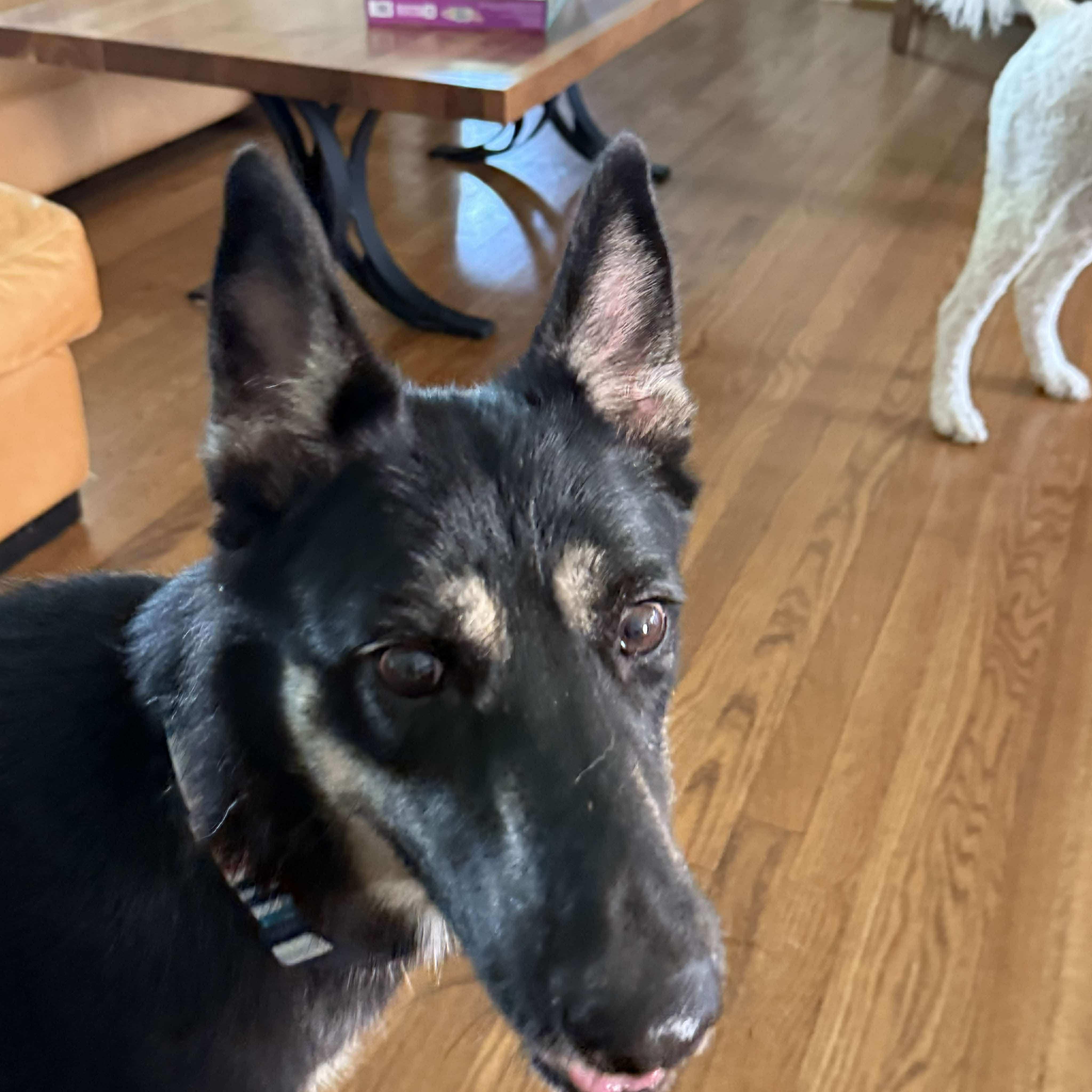 Lily, a Adopted mixed breed in Humble, TX image 1/6