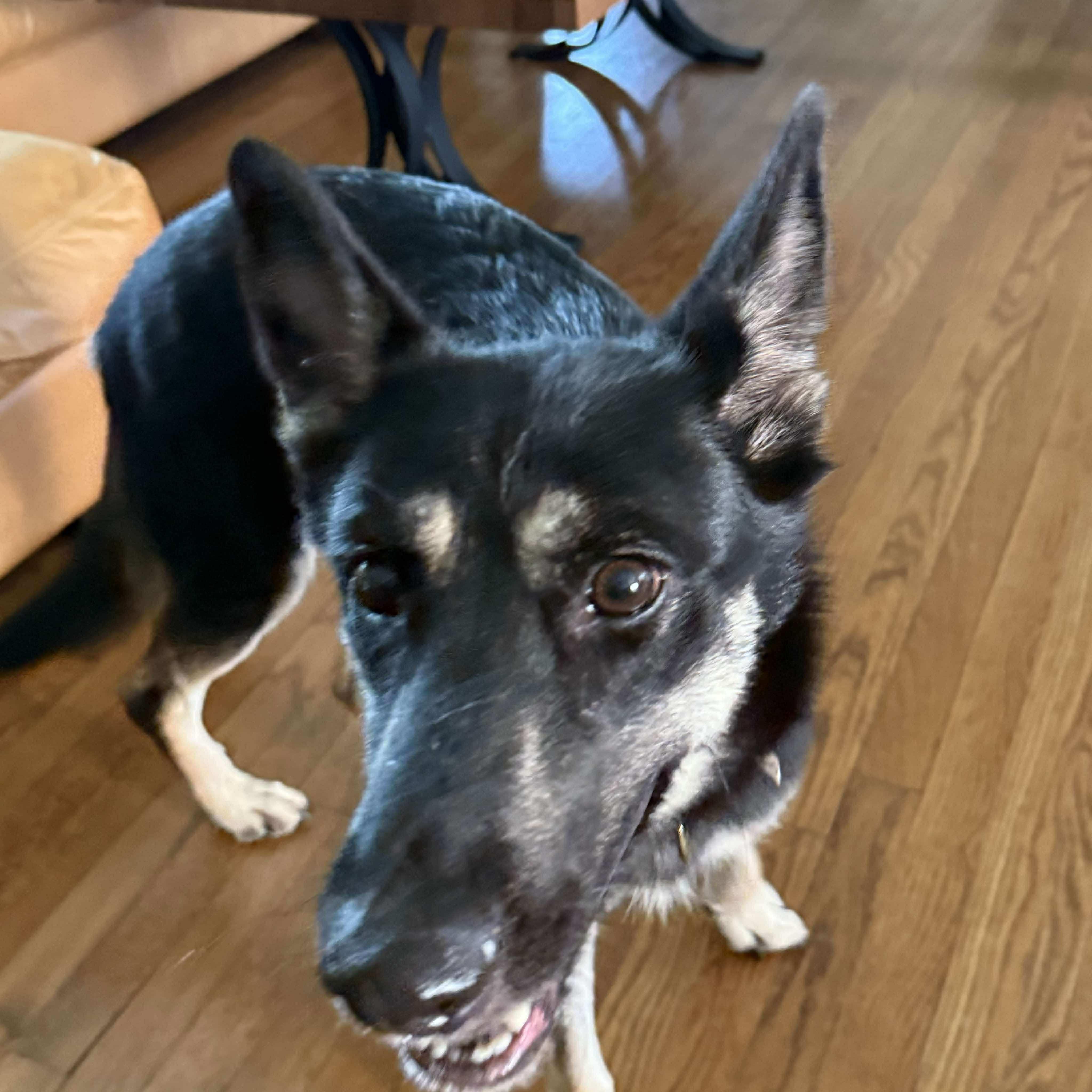 Lily, a Adopted mixed breed in Humble, TX image 5/6