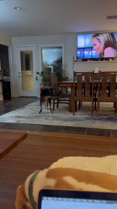 Enlarge Lily, a Adopted mixed breed in Humble, TX video 6/6