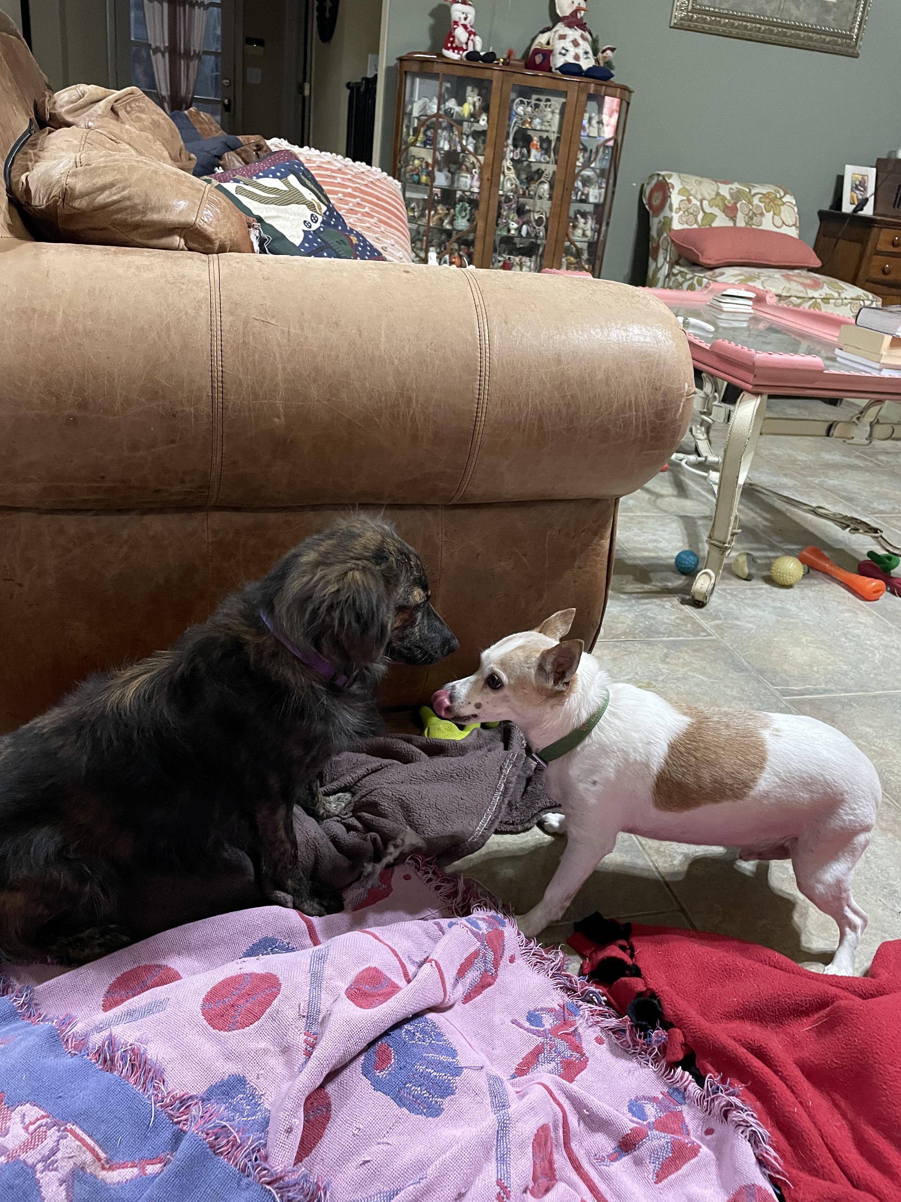 Enlarge Pilsner, a Adoptable mixed breed in Tulsa, OK image 6/6