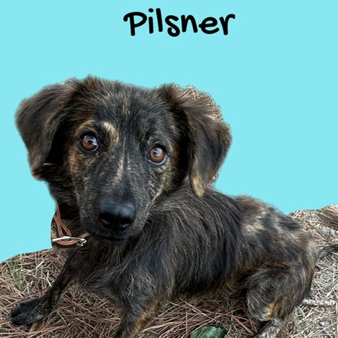 Enlarge Pilsner, a Adoptable mixed breed in Tulsa, OK image 4/6