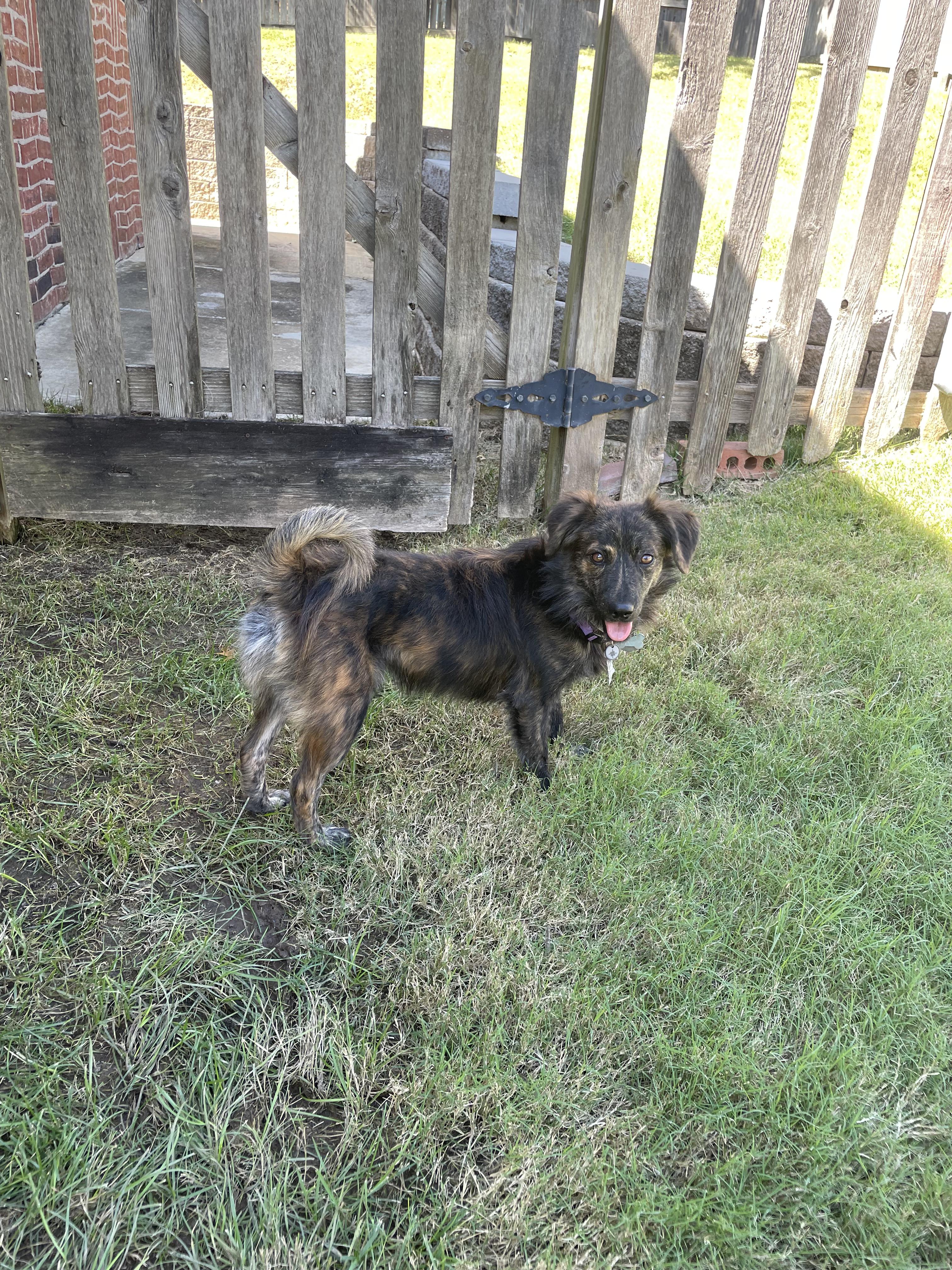 Enlarge Pilsner, a Adoptable mixed breed in Tulsa, OK image 3/6