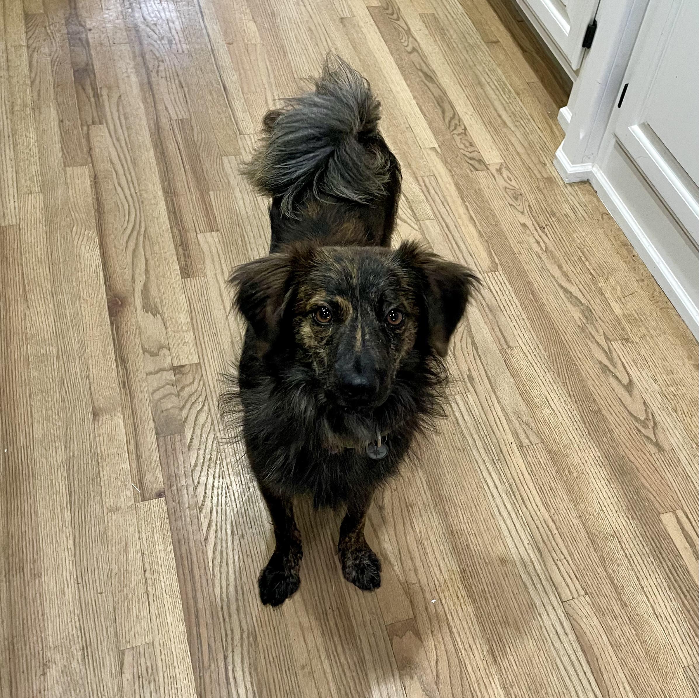 Enlarge Pilsner, a Adoptable mixed breed in Tulsa, OK image 2/6