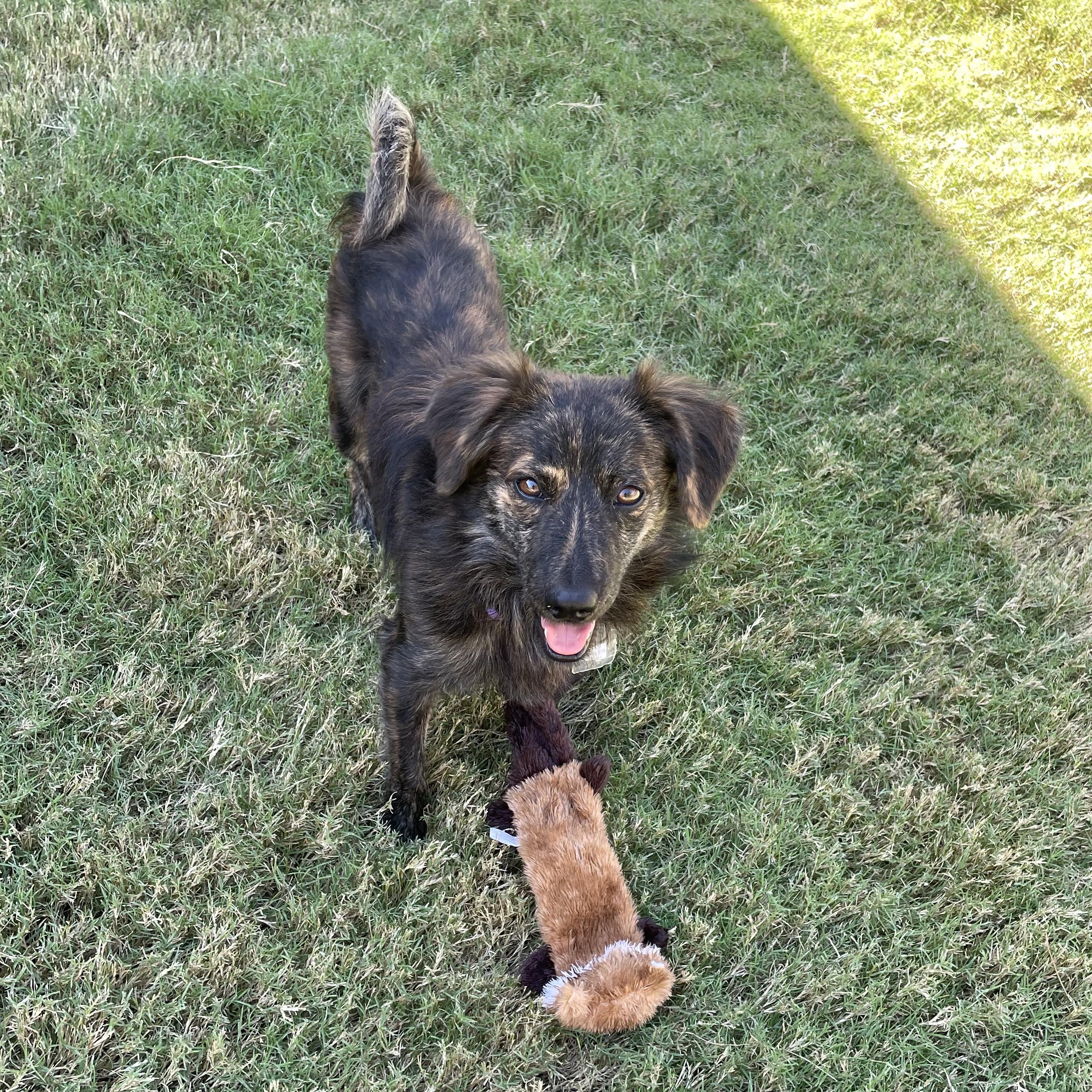 Enlarge Pilsner, a Adoptable mixed breed in Tulsa, OK image 1/6