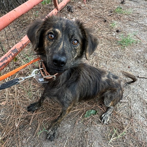Enlarge Pilsner, a Adoptable mixed breed in Tulsa, OK image 5/6