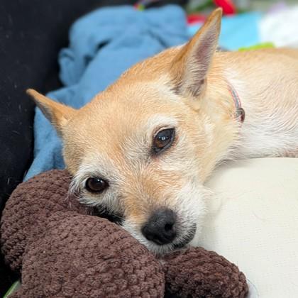 Raya, Adoptable, Adult Female Terrier & Mixed Breed.