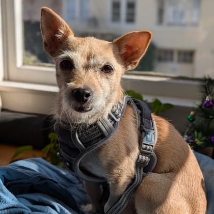 Raya, a Adoptable mixed breed in San Francisco, CA image 2/3