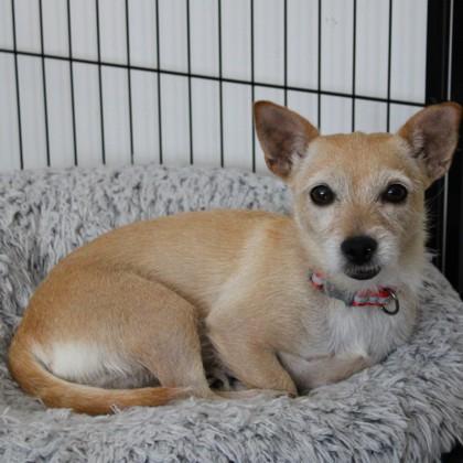 Raya, a Adoptable mixed breed in San Francisco, CA image 3/3