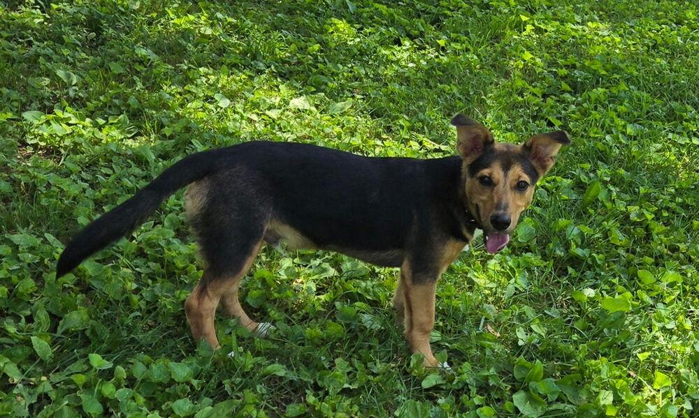 Ross, Adoptable, Puppy Male Shepherd.