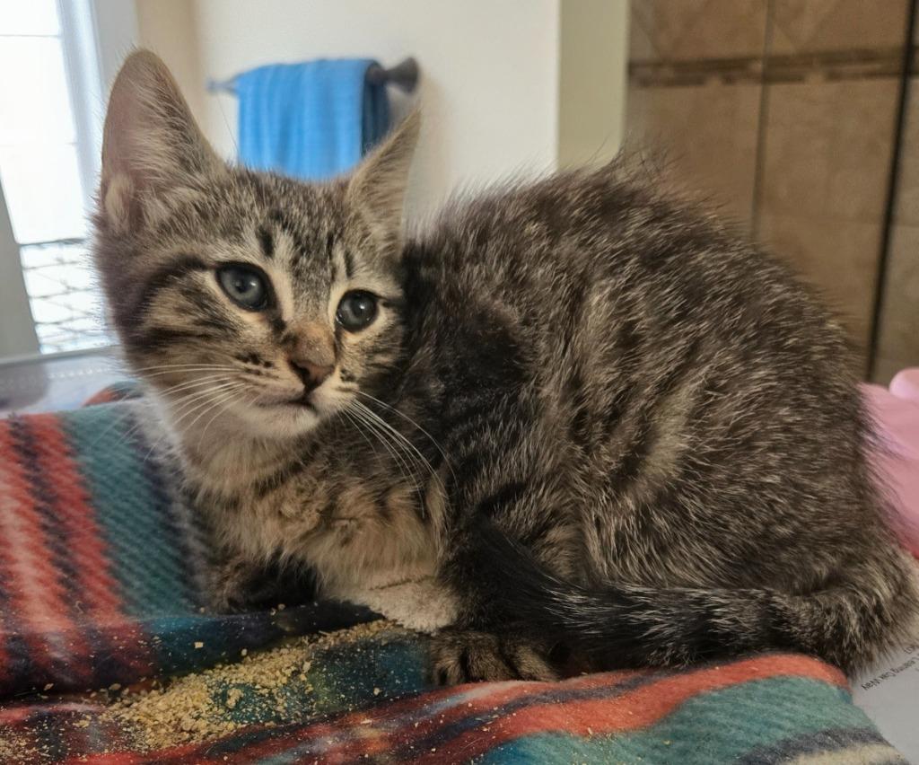 Splash, Adoptable, Kitten Male Domestic Short Hair.