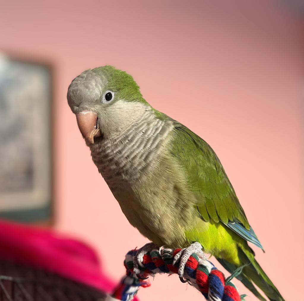 Sammie photo