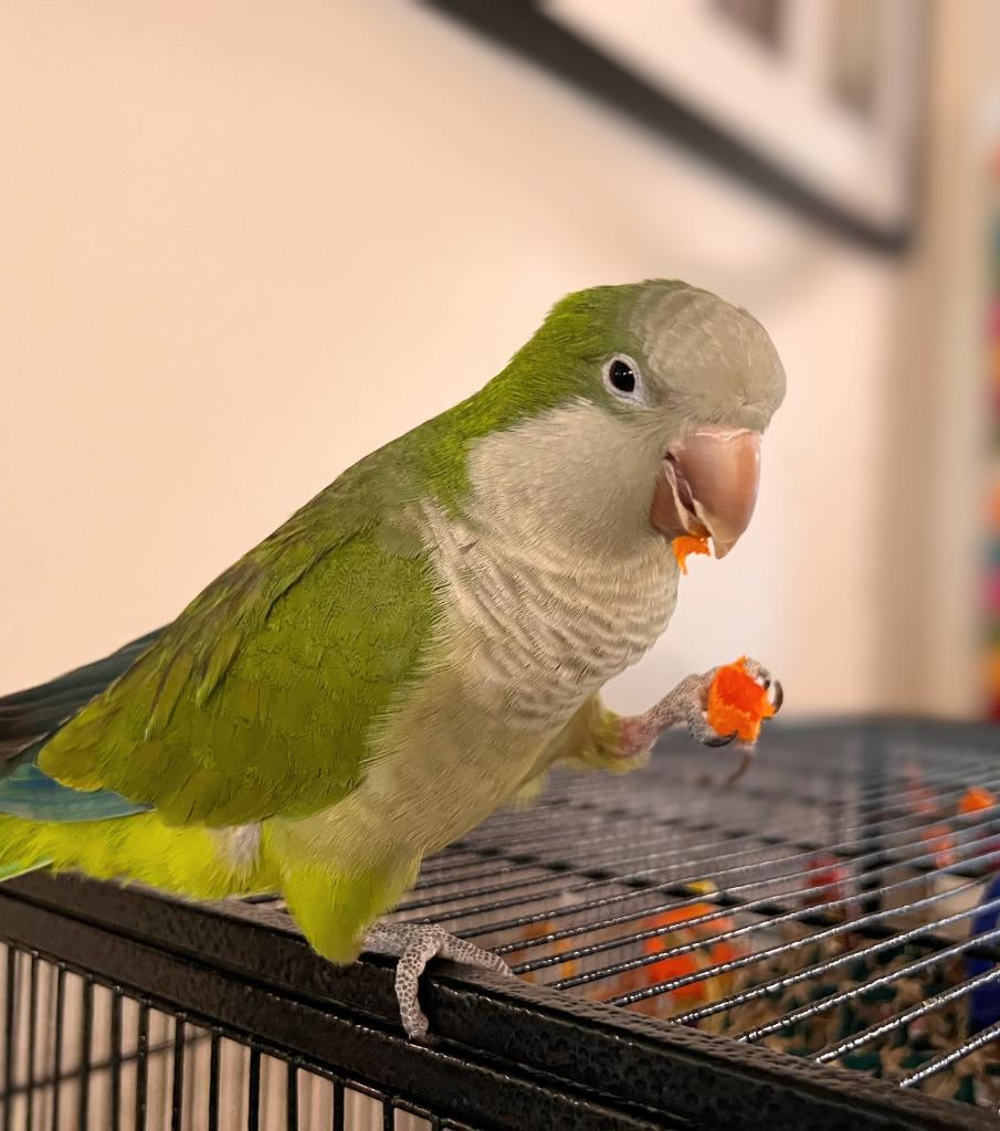 Enlarge Sammie, a Adoptable Quaker Parakeet in Ballwin, MO image 2/6