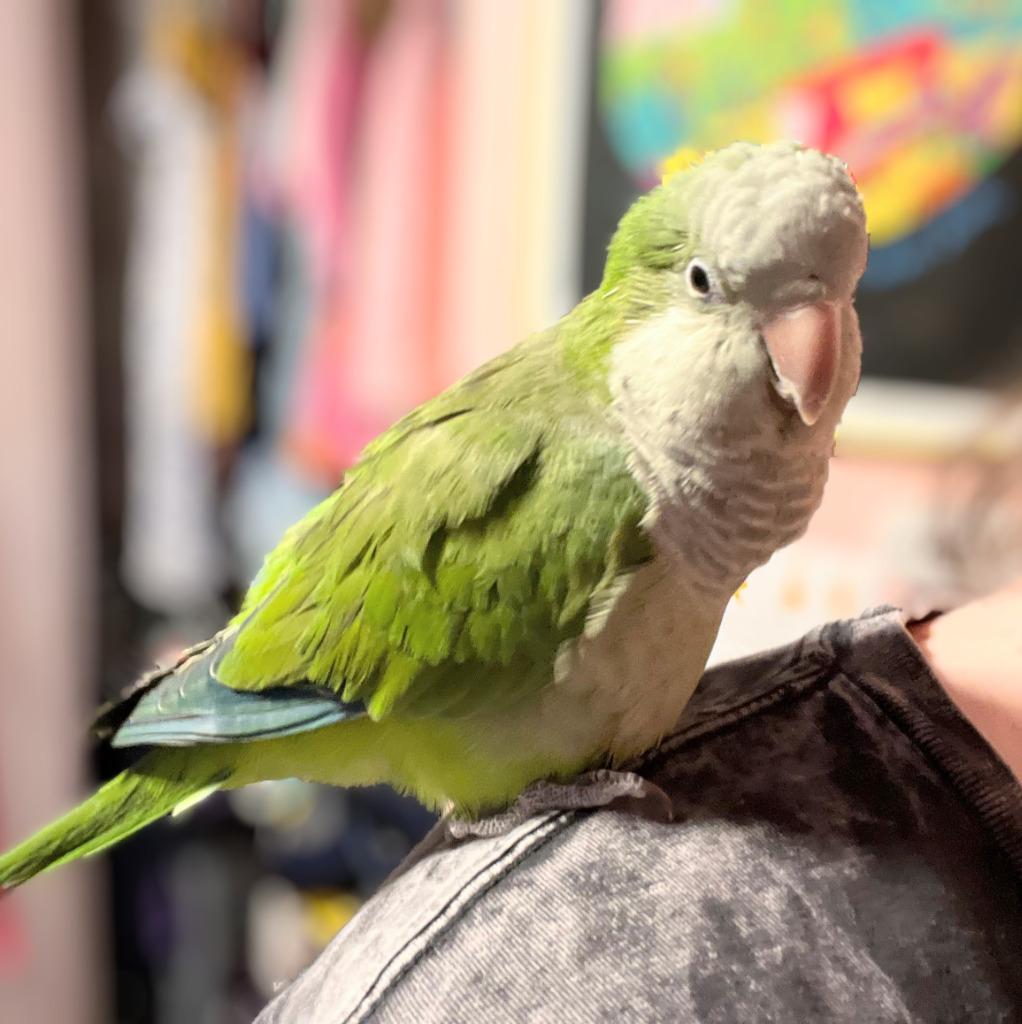 Enlarge Sammie, a Adoptable Quaker Parakeet in Ballwin, MO image 3/6