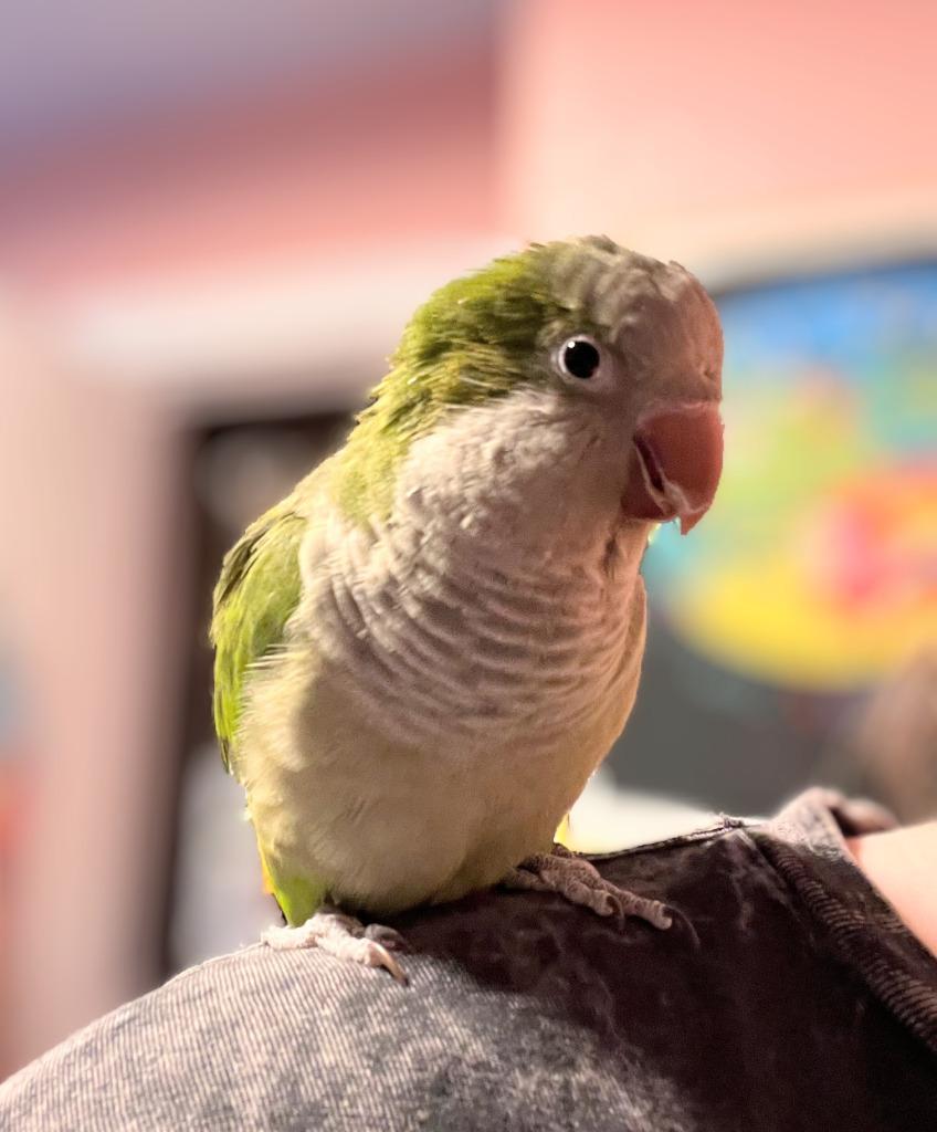 Enlarge Sammie, a Adoptable Quaker Parakeet in Ballwin, MO image 4/6